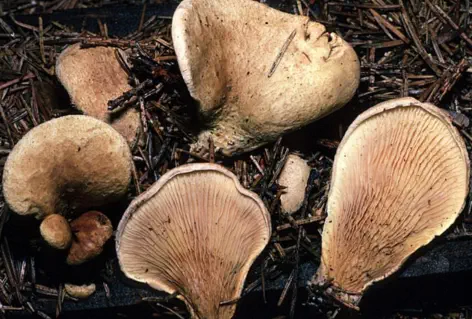 Tapinella panuoides (paxille faux Panus)