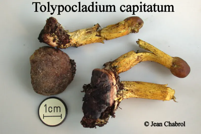 Tolypocladium capitatum récolté sur la commune de Saint Maurice de Ventalon (48)