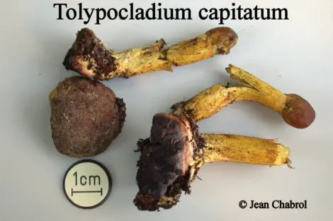 Tolypocladium capitatum récolté sur la commune de Saint Maurice de Ventalon (48)