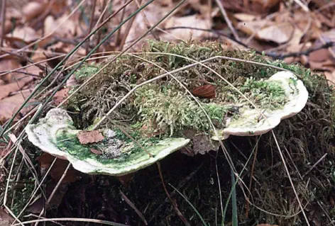 Trametes gibbosa (tramète bossue)