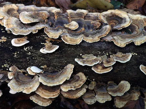 Trametes versicolor (tramète versicolore)