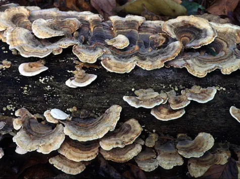 Trametes versicolor (tramète versicolore)
