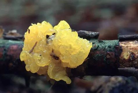 Tremella mesenterica (tremelle mesenterique)