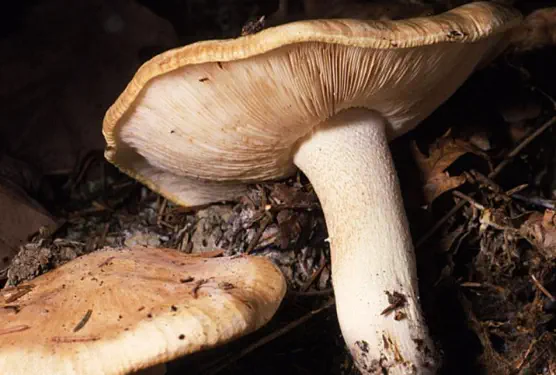 Tricholoma acerbum (tricholome acerbe)