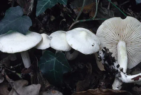 Tricholoma album (tricholome blanc)