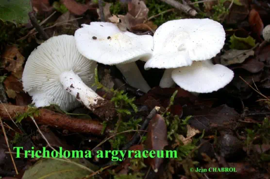 Tricholoma argyraceum (récolté sur la commune de Tornac - 30)