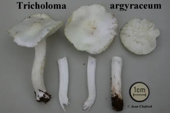 Tricholoma argyraceum (récolté sur la commune de Tornac - 30)