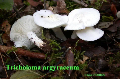 Tricholoma argyraceum (récolté sur la commune de Tornac - 30)