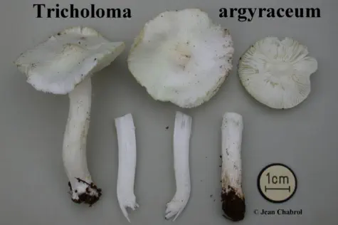 Tricholoma argyraceum (récolté sur la commune de Tornac - 30)