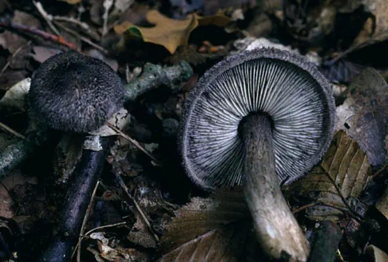 Tricholoma atrosquamosum (tricholome squameux)