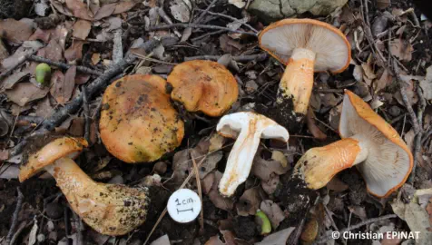 Tricholoma aurantium récolté sur la commune de Tornac (30)
