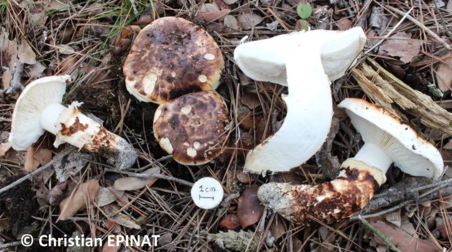 Tricholoma caligatum récolté sur la commune de Cardet (30)