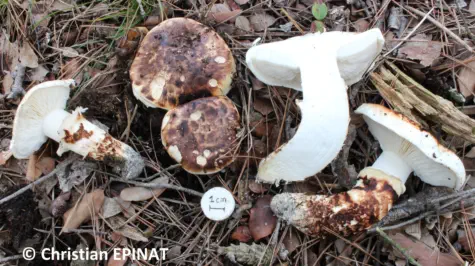 Tricholoma caligatum récolté sur la commune de Cardet (30)