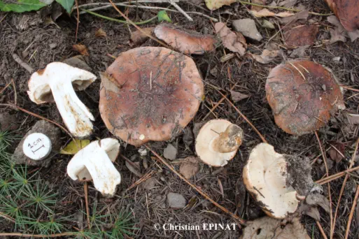 Tricholoma cedretorum récolté sur la commune de La Grand-Combe (30)