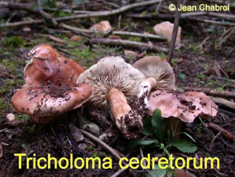 Tricholoma cedretorum récolté sur la commune de Belvézet (30)