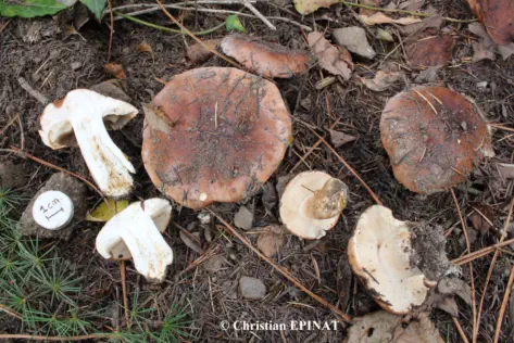 Tricholoma cedretorum récolté sur la commune de La Grand-Combe (30)