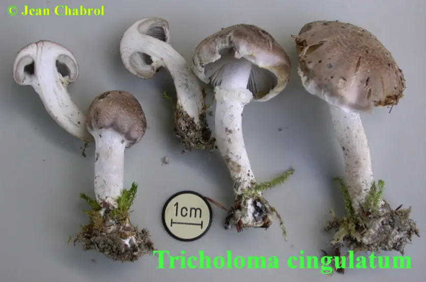 Tricholoma cingulatum, 7730, Saint Maurice de Ventalon (48)