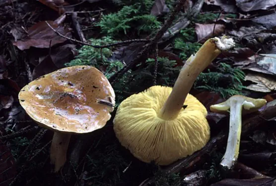 Tricholoma equestre (= T. auratum)