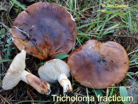 Tricholoma fracticum récolté sur la commune de (04) Seyne