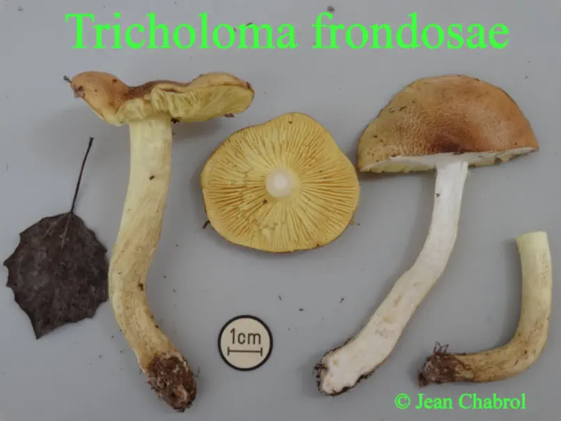 Tricholoma frondosae récolté en Haute_Loire sous "peupliers trembles"