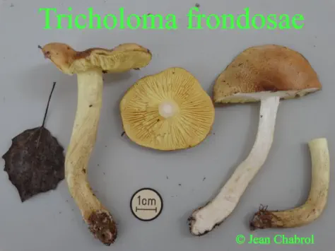 Tricholoma frondosae récolté en Haute_Loire sous "peupliers trembles"