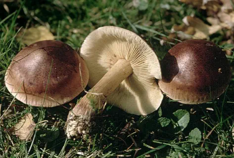 Tricholoma fulvum (tricholome fauve)