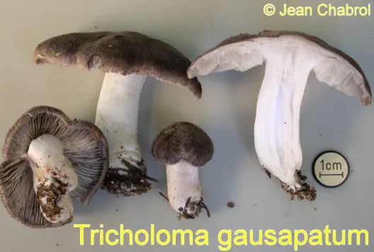 Tricholoma gausapatum récolté sur la commune de Chasseradès (48)