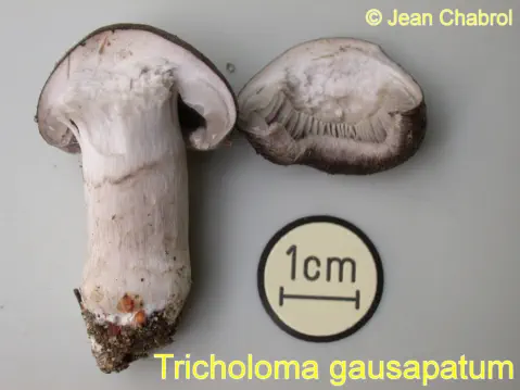 Tricholoma gausapatum récolté sur la commune de Chasseradès (48)