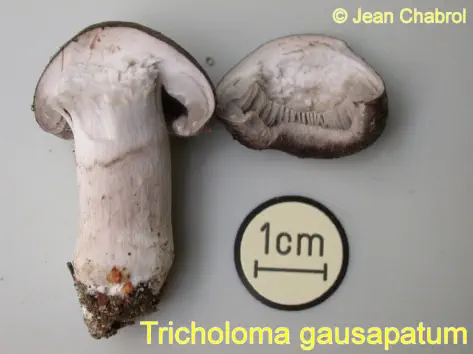 Tricholoma gausapatum récolté sur la commune de Chasseradès (48)