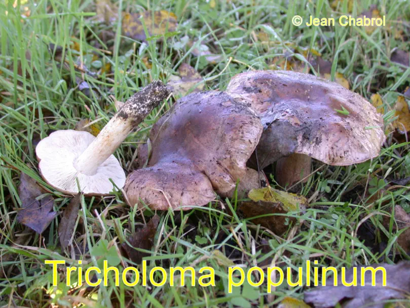 Tricholoma populinum récolté sur la commune de Lézan (30)
