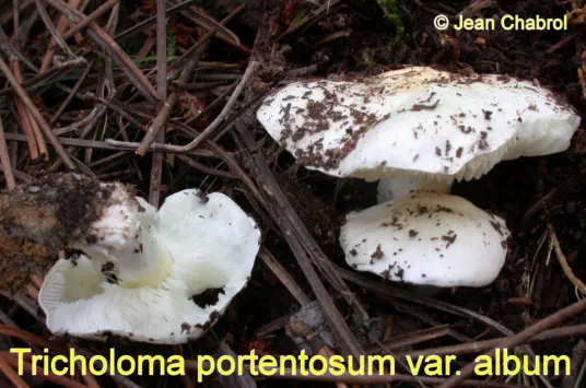 Tricholoma portentosum var. album récolté sur la commune de Saint Jean du Gard (30)