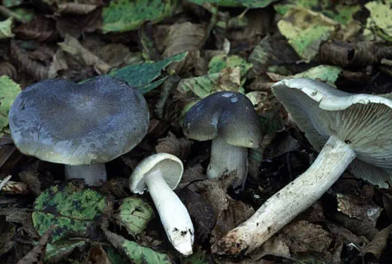 Tricholoma saponaceum (tricholome à odeur de savon)
