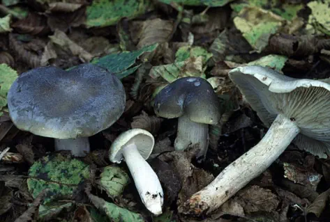 Tricholoma saponaceum (tricholome à odeur de savon)