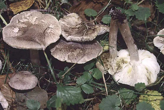 Tricholoma scalpturatum (tricholome jaunissant)