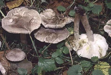 Tricholoma scalpturatum (tricholome jaunissant)