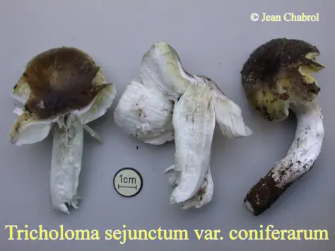 Tricholoma sejunctum var. coniferarum récolté sur la commune de Saint Anthème (63)