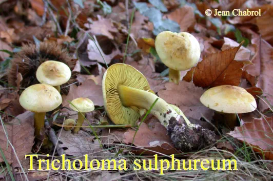 Tricholoma sulphureum récolté sur la commune de Saint Maurice de Cazevieille (30)