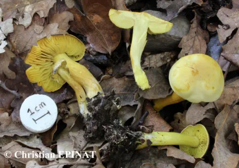 Tricholoma sulphureum