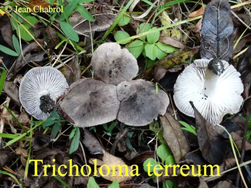 Tricholoma terreum récolté sur la commune de Seyne (04)