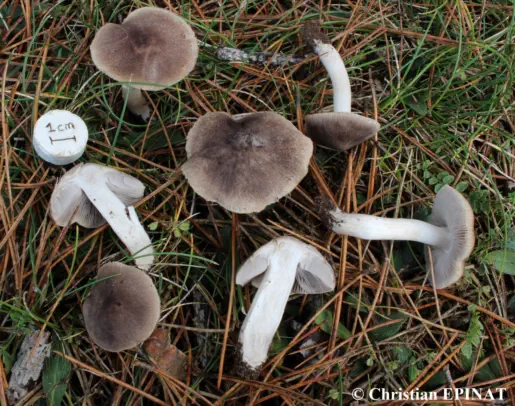 Tricholoma terreum récolté sur la commune de Vebron (48)