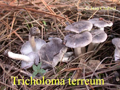 Tricholoma terreum récolté sur la commune de Saint Maurice de Cazevieille (30)