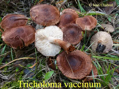 Tricholoma vaccinum récolté sur la commune de Seyne (04)