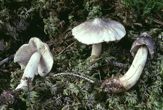 Tricholoma virgatum (tricholome vergete)