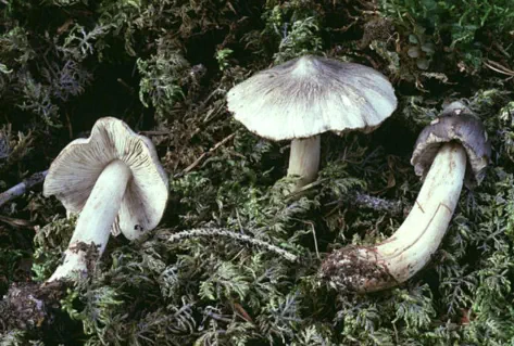 Tricholoma virgatum (tricholome vergete)