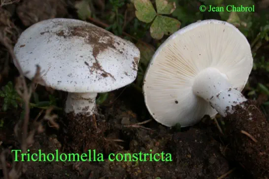 Tricholomella constricta, récolté à Charnas (07)