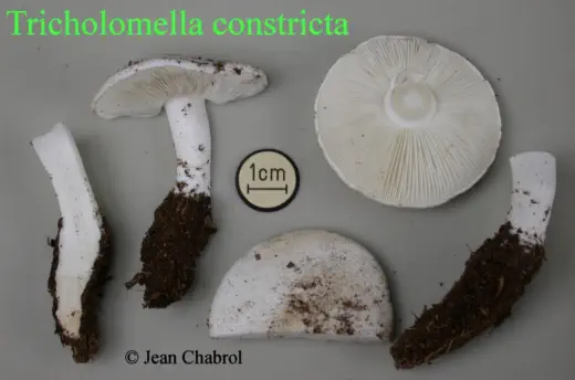 Tricholomella constricta, récolté à Charnas (07)