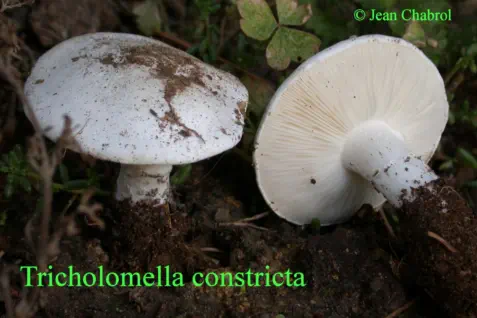 Tricholomella constricta, récolté à Charnas (07)