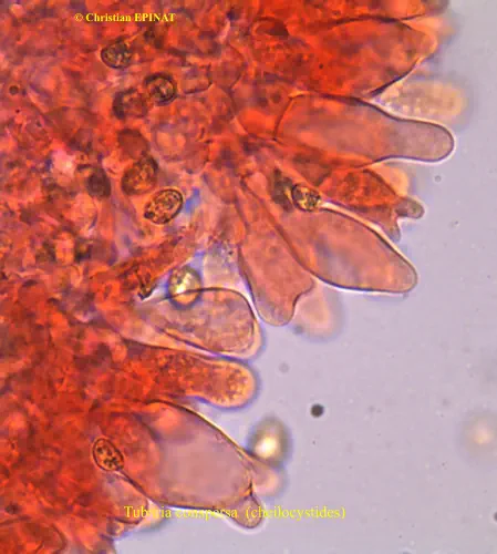 Tubaria conspersa  (cheilocystides)