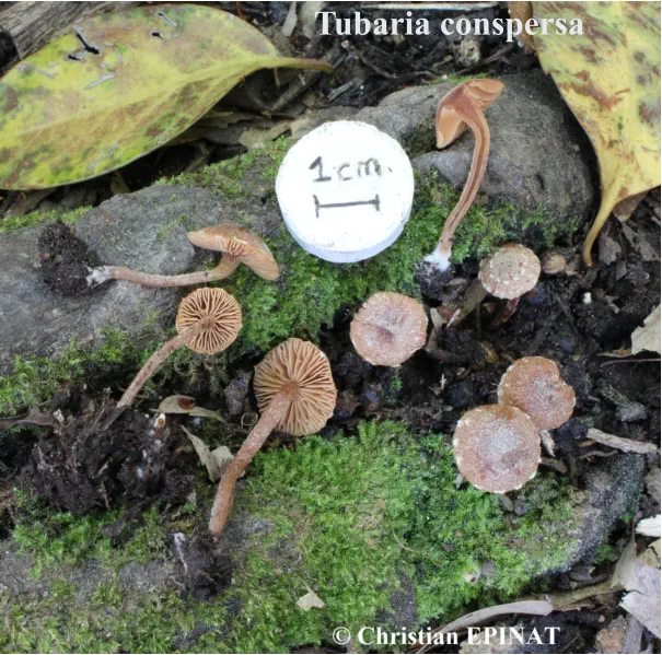 Tubaria conspersa 