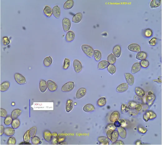 Tubaria conspersa (spores)